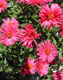 Aster 4756
